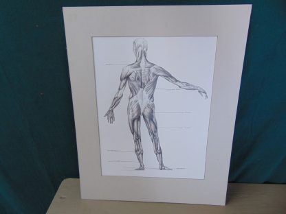 wa85	1970's	Vintage signed Gail Dolphin '78 Back Body Anatomy  pencil Sketch piece is  Matted   	$70